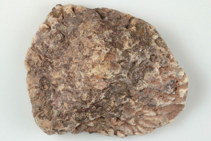 1.6" Fossil Phytosaur Scute - New Mexico